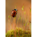 Littl ladybugs