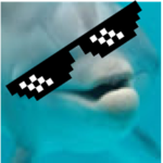 Porpoise Sanctuary