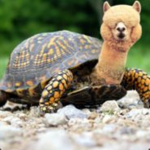 Llama and Turtle Empire