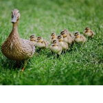 DuCkY sQuAd!!!!