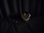 Julesstudio