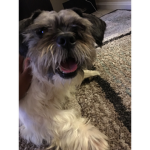 DOGSONLYDO