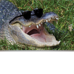 Gator Gang!!!!!
