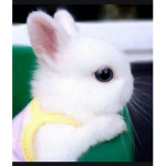 The bunnyz hangout