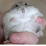 Pig’s United