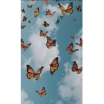 ~Butterfly Dance Complex~