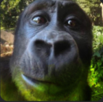 rival clan Monkeys