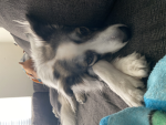 Ollie12342