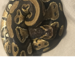 #### x Cobra