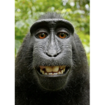 Monkey ENT Group