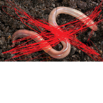 Antiworm group