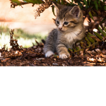 the kitten and cats