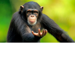 Monke Bois forever