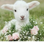 Blah blah sheep