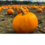 Pickled Pumpkin Patch