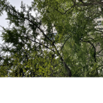 euroHop