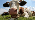 moo moo moo moo im a cow