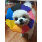 가족그릅이야