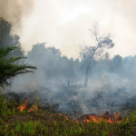 forestfire