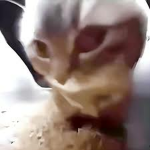 chipi chipi chapa chapa111
