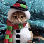kittenpawss