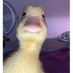 g.i.g.ii’s group
