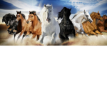 Horsy academy