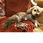 Toby And Max Pact