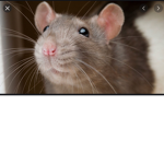 Rats are awesome
