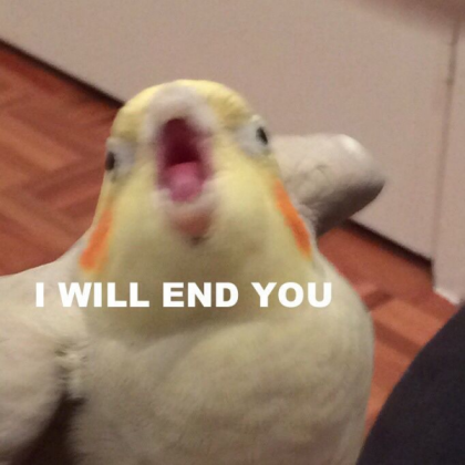 yay bird memes Roblox decal