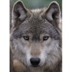 True Wolf fans
