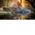 thegatorhunters