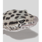 OvieLizard