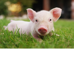 Pig Family______