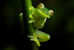 Vibe frog club