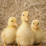 Scar 3008