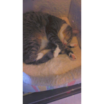 ~Kawaii Catz Squad~