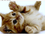 Animals are the cutest thing ever