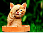 Funny cat grup