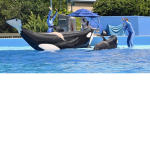 seaworld orlando and orcas