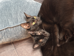 Cutecatgroup042010