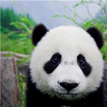 The Panda bears