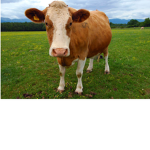 The Cow CuIt