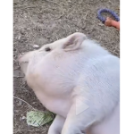 Piglet squad :3