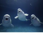 Beluga Club
