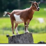 GOAT Army!!!!!!