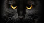 Kitty people group!