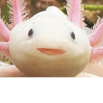 Fancy Axolotl