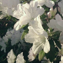 ☆
