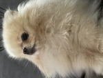 My dog :>